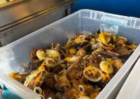 Jamaican Seafood Street Food Tour from Montego Bay, Falmouth – Image 3