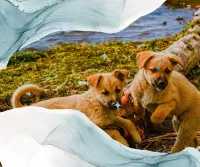 Puppy Elementary Curriculum for Dog Trainers – Image 1