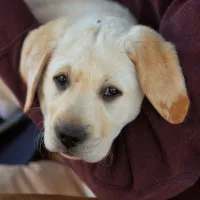 Foundations for a Calm Companion – Image 1