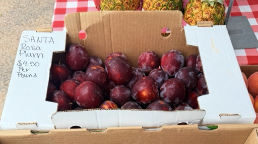 Santa Rosa Plums  – Image 1
