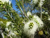 Melaleuca rhaphiophylla - Swamp Paperbark, Yawl  – Foresters – lot of 5 (F)