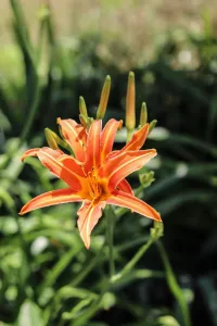 Farm Joy – Image 3