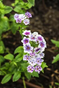 Stems – Image 3