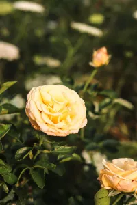 Photography session – Image 3