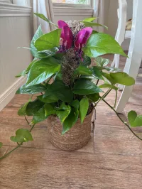 Live green plant – Image 2