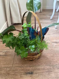 Live green plant – Image 3
