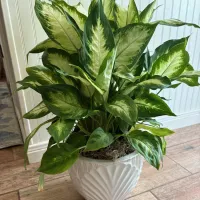 Live green plant – Image 1