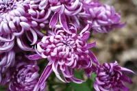 Farm Fresh Arrangement – Image 2