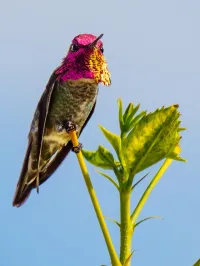 Anna's Bright Cowl – Image 1