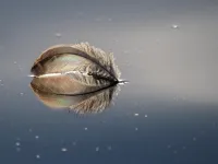 Feather on the Water – Image 1