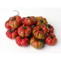 Pomodoro Costoluto – Image 3