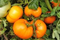 Pomodoro Arancione Caco – Image 3