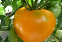 Pomodoro Arancione Caco – Image 4