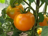 Pomodoro Arancione Caco – Image 1