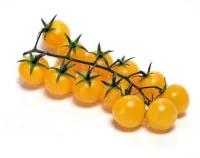 Pomodorino Ciliegino Giallo – Image 2