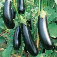 Melanzana Scura Lunga – Image 1