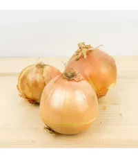 Cipolla Gialla – Image 2
