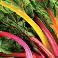 Coste Color – Immagine 2