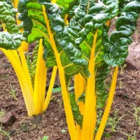 Coste Color – Immagine 5
