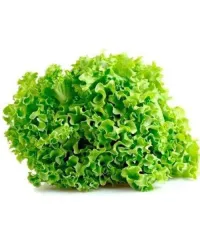 Lattuga Gentile – Verde - (🔖 15)