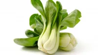 Pak Choi Mini – Image 5