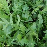 Rucola – Image 2