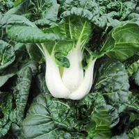 Pak Choi – Image 1