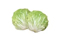 Radicchio Bianco – Immagine 2