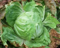 Radicchio Bianco – Immagine 1