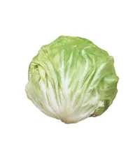 Radicchio Bianco – Immagine 3