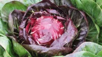 Radicchio Rosso - Pz – Image 1