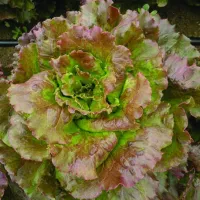 Lattuga Canasta – Immagine 4