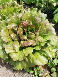 Lattuga Canasta – Immagine 1
