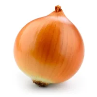 Cipolla Gialla – Image 3