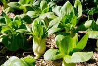Pak Choi Mini – Image 1