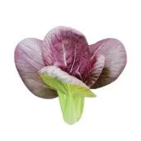 Pak Choi – Image 5