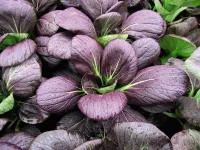 Pak Choi – Image 2
