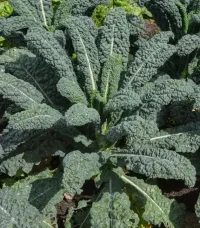 Cavolo Nero – Image 2