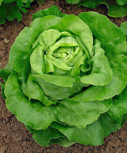 Lattuga Cappuccia – Image 1