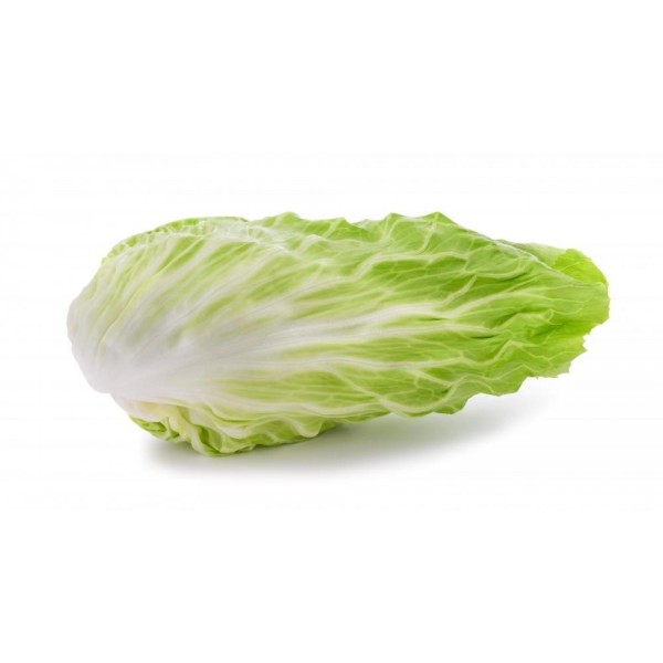 Radicchio Pan di Zucchero – Immagine 3