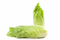 Radicchio Pan di Zucchero – Immagine 2