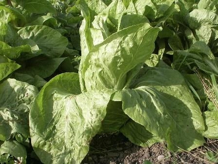 Radicchio Pan di Zucchero – Immagine 1