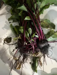 Vegetable Garden Workshop – Image 6