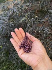 Vegetable Garden Workshop – Image 2