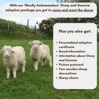Woolly Ambassadors Ginny and Gemma Adoption package – Image 2