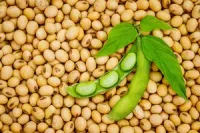 Organic Soy Beans – Image 1