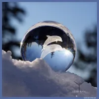Dolphin Sphere – Image 7