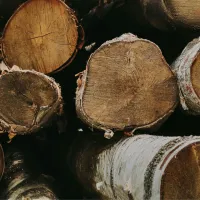 Birch – Image 1