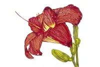 Hi Lily – Image 2