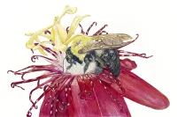 Buzzed Too – Image 2
